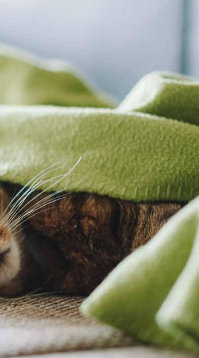 GHID DE ÎNGRIJIRE CUM POŢI ÎNGRIJI O PISICĂ STERILIZATĂ? Poţi lua pisica acasă imediat ce aceasta se trezeşte din anestezie.