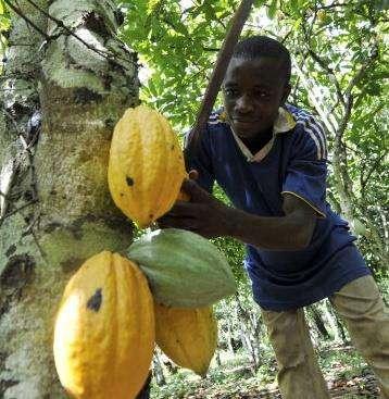 Plantații de cacao Aproximativ 70% din producția mondială de boabe de cacao provine