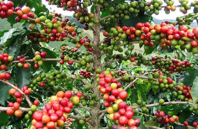 Plantații de cafea Arborele de cafea este originar din zona tropicala a Africii, Madagascar si insulele