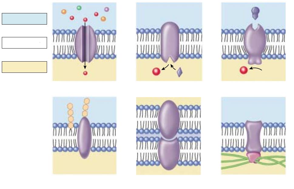 Componentele structurale ale membranei celulare 1) Bi-stratul lipidic matrix-ul fluid ce în care sunt amplasate toate celelalte componente.