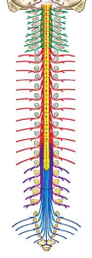 În substanța cenușie se află corpii celulari ai neuronilor, organizați în trei perechi de coarne: posterioare, conțin neuroni senzitivi și de asociație, care primesc informații de la