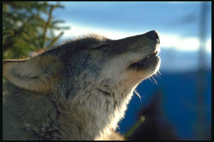 5.1.1. LUPUL (Canis lupus) Imaginea 26: Lupul (foto: WWF) 145 Informații ecologice În sălbăticie lupii trăiesc în mod normal în haite compuse din grupuri familiale, dar pot trăi și solitari cu o