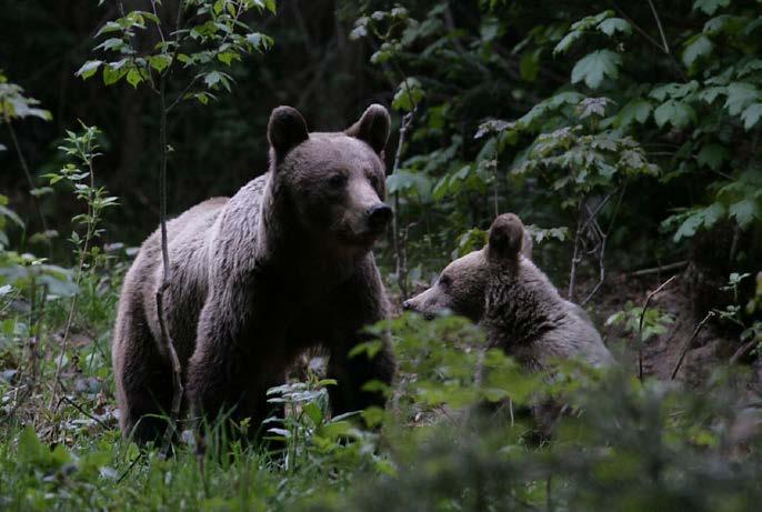 5.1.3. URSUL BRUN (Ursus arctos) Imaginea 28: Ursul brun (foto: WWF) 154 Informații ecologice Ursul brun este cel mai mare mamifer prădător din Munții Carpați.