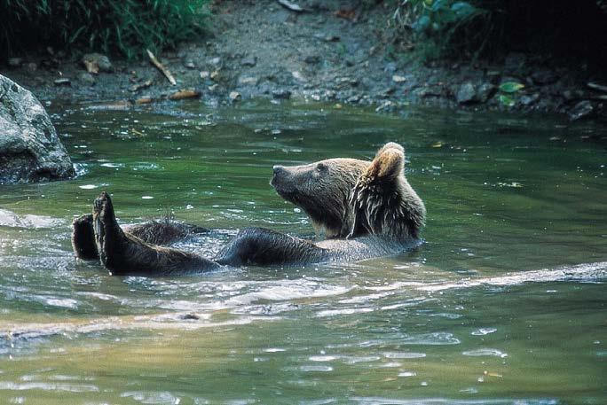 Imaginea 34: Ursul brun, România (foto: WWF-Canon) 180 5.2. Măsuri comune integrate de management pentru mamiferele mari 5.2.1. Obiectivul general carpații trebuie să rămână un bastion necucerit pentru populațiile viabile de mamifere mari europene de origine autohtonă.