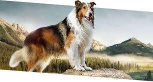 Acesta era chiar un compliment, pentru că în zonă trăiau foarte mulți câini demni de admirație, dar oamenii erau de părere că Lassie îi întrece pe toți.