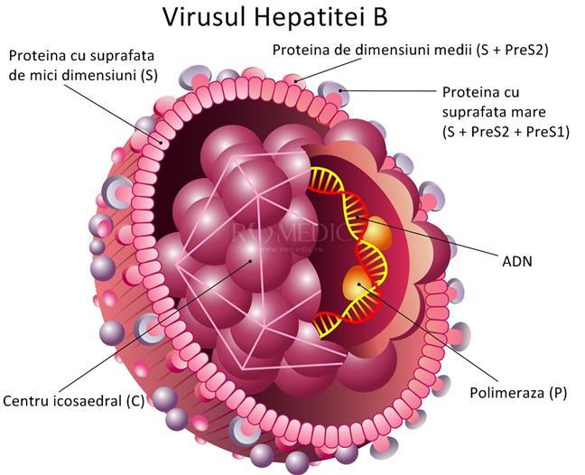 Complicații - Hepatita B