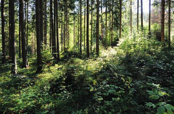Actualitate / in the news Pădure gospodărită DURABIL ofertă pentru lemnul din diferite esenţe) și sprijinire a biodiversităţii.