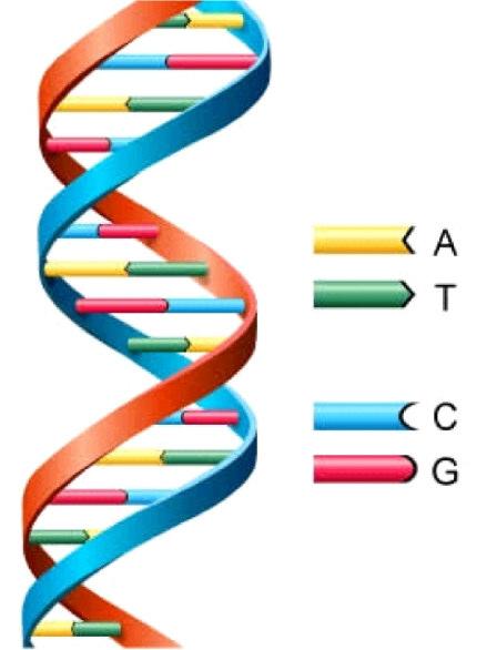Deoxi derivatii sange glicoproteine lapte http://www.astrochem.org Componenta ADN Wang, W.