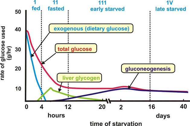 Surse de glucoză în timpul postului http://usmle.biochemistryformedics.