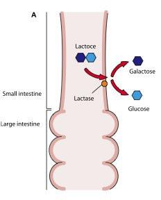 Dizaharide reducatoare Scindarea lactozei Lactaza (intestinul subtire)