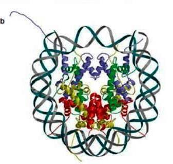 NUCLEOZOMUL În celulele EK, majoritatea cantității ADN este împachetat în NUCLEOSOMI Nucleosom = miez de 8 proteine