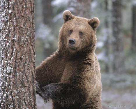 Ursul carpatin-trăieşte pe stânci, în grote sau prin desişurile de molizi din locuri izolate, cum