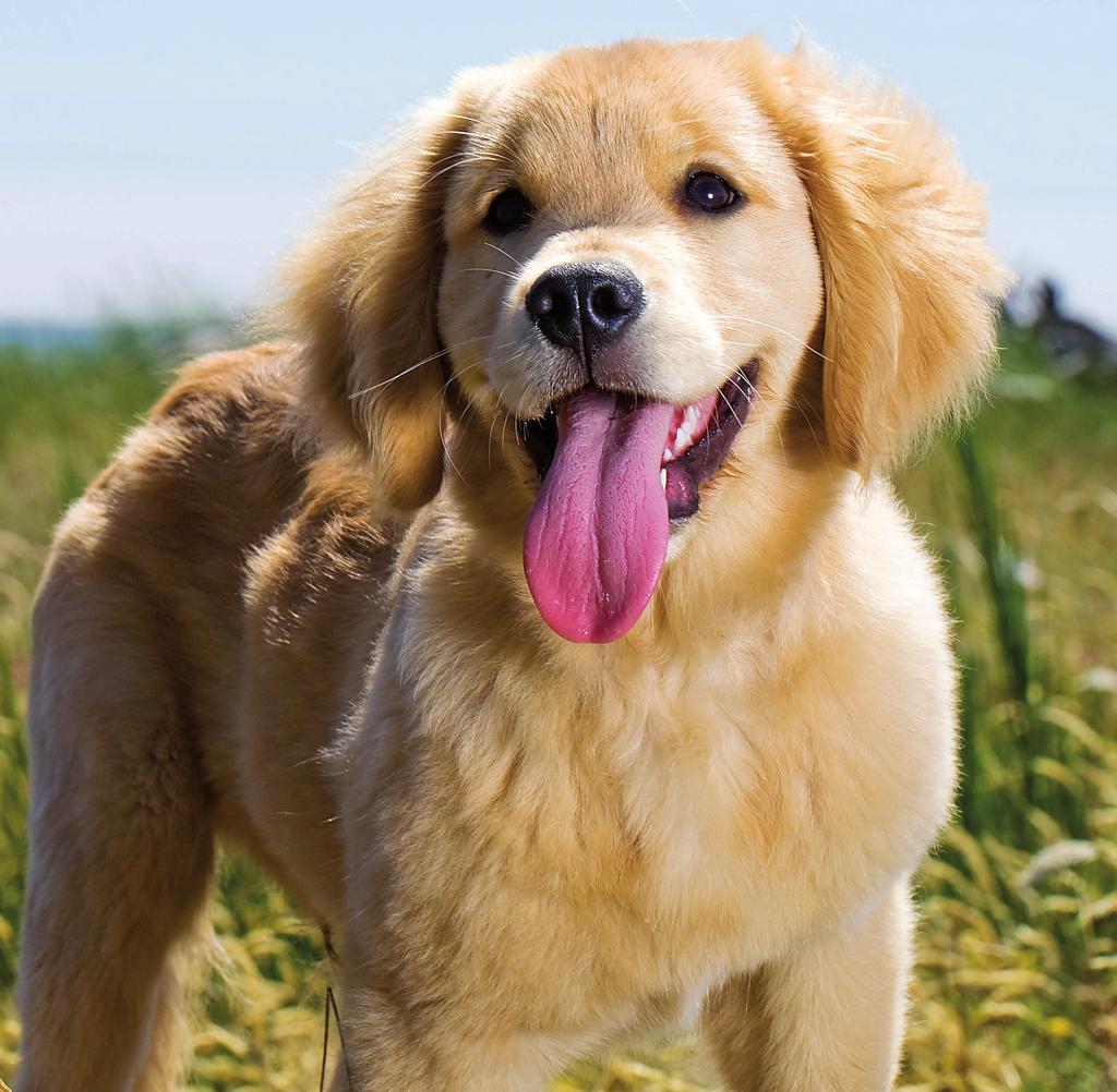 Odată ce ai adoptat un pui de câine, ca să aveţi o prietenie de lungă durată, trebuie să ai grijă de sănătatea lui.