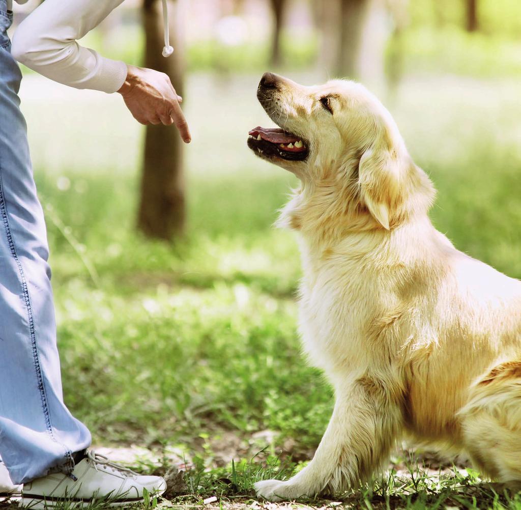 Să ai un câine ascultător şi disciplinat în orice situaţie îţi dă un puternic sentiment de mândrie şi îţi facilitează