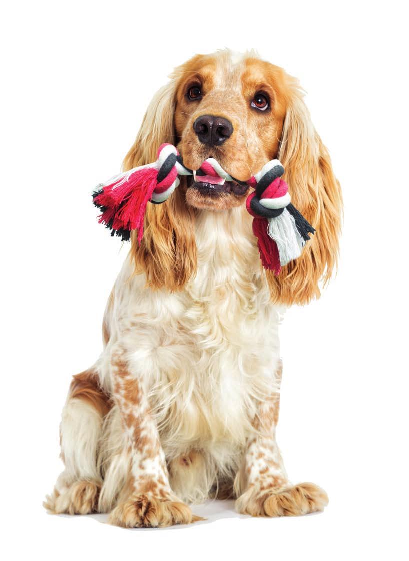 dresajul Probleme de comportament canin rosul De obicei, problema rosului este datorată creşterii dinţilor, lipsei accesoriilor potrivite pentru exerciţii sau stresului.
