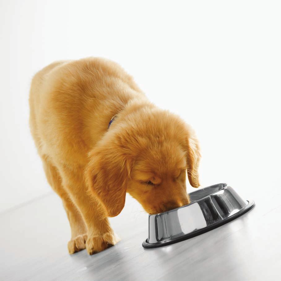 cum îți hrănești câinele Pentru orice câine, ora de masă este unul dintre cele mai aşteptate momente din întreaga zi.