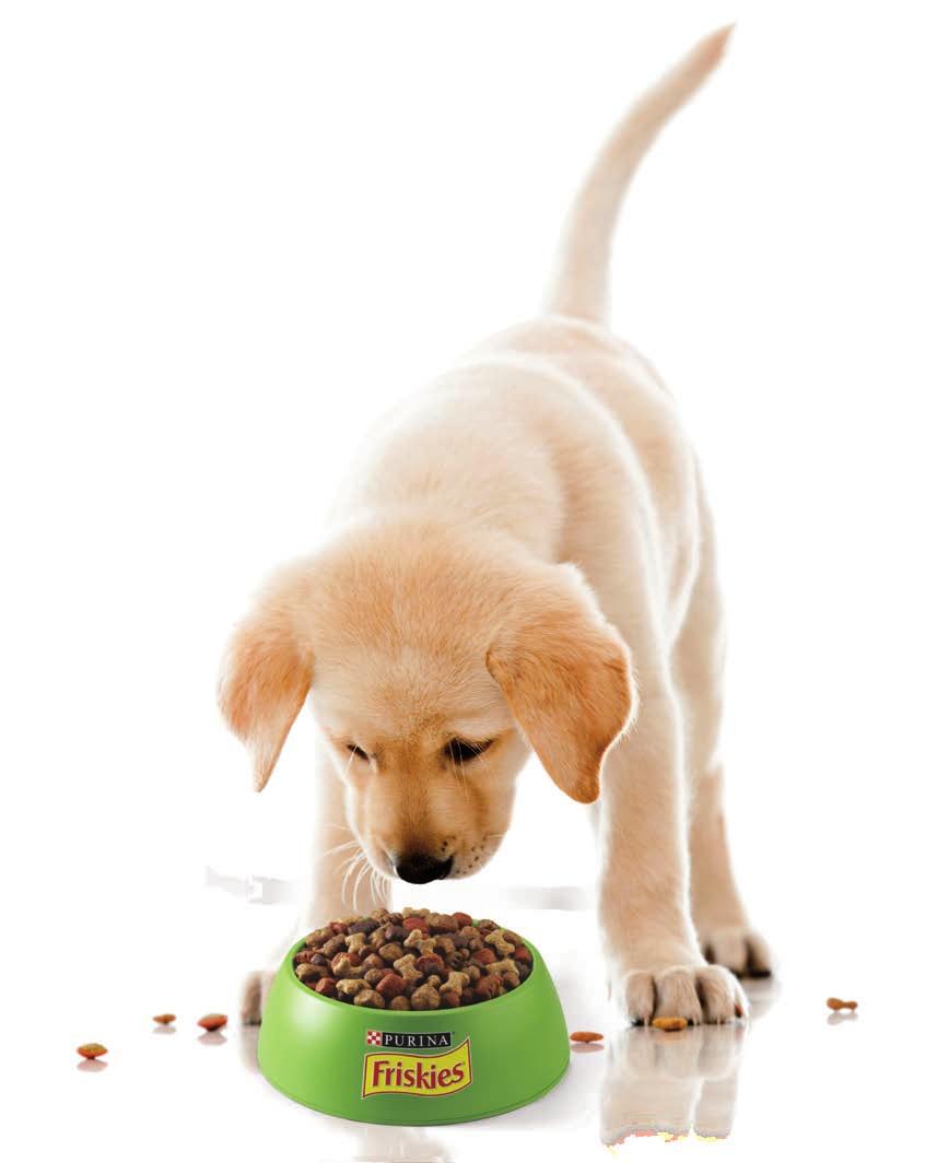 hrănirea De ce puii de câine au nevoie de o nutriţie specială În timpul primului an de viaţă, puiul de câine are nevoie de cea mai bună
