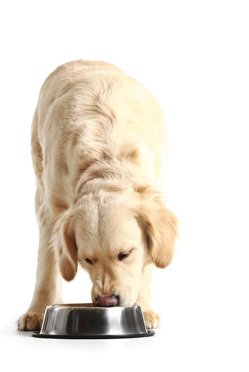 Câinele adult are nevoi nutriţionale diferite de cele ale unui pui aflat în