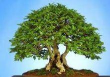 Un bonsai nu este genetic o plantă pitică, ci este o plantă normală, arbust sau arbore, care prin limitarea spaţiului de "locuit", dublată de o atentă tăiere a rădăcinilor şi