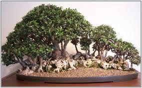 Arborii cresc într-o formă estetică, care sugerează de cele mai multe ori vârstă înaintată, deşi impresia de îmbătrânire nu este falsă deoarece mulţi arbori bonsai sunt realmente