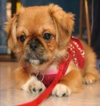 Câinele de rasă Pechinez Imperial este printre cei mai populari şi iubiţi câini de companie, fiind o rasă antică de câini miniaturali originară din China.