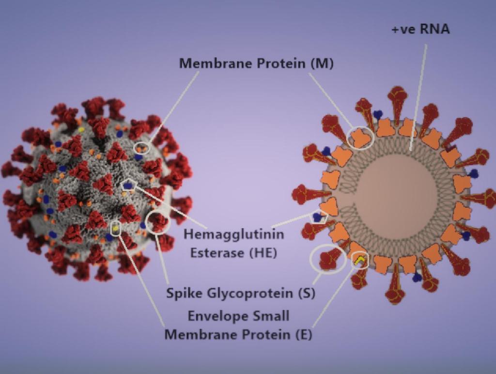 Structura Virusului Pe lângă proteina spike, SARS- CoV2 19 prezintă hemagglutinin-esteraza, proteina membranară M, proteina