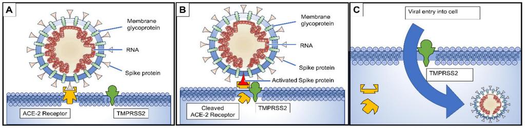 Mecanisme de declanșare a noului coronavirus în organism Virusul pătrunde în organismul uman prin intermediul receptorului enzimei de conversie a anghiotenzinei 2, care este intens expresat în
