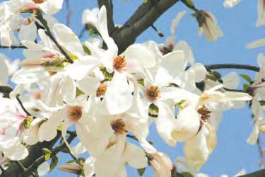 .. Au înflorit magnoliile Flori de rară nobleţe şi eleganţă. Au trecut 38 de ani de când Galaţiul are magnolii. Cine s a născut în 1968 a venit pe lume odată cu ele. Cum au ajuns magnoliile la Galaţi?