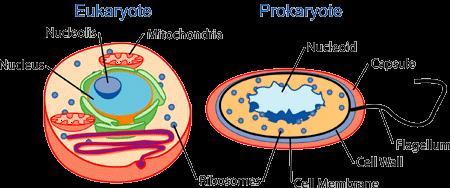25. Care sunt asemănările şi deosebirile între celula eucariotă şi celula procariotă?