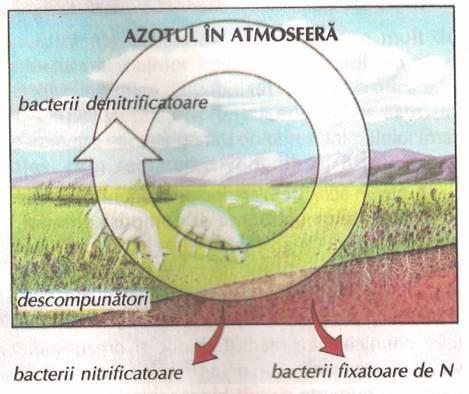 După descompunerea organelor moarte o parte din azot intră în circuitul bacterian, fiind transformat în nitrați și ciclul se reia: o altă parte trece în sedimente sub formă de compuși humici.