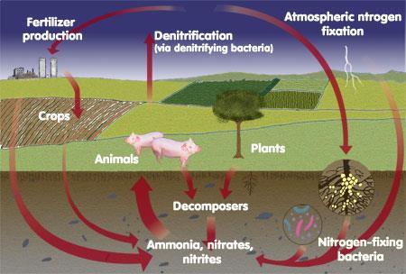componenții biologici și factorii abiotici din ecosisteme.