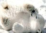 Ursul Polar, cel mai mare animal de pradă terestru, prosperă în cel mai aspru mediu.