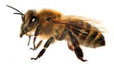 albina are 3 ochi simpli numiţi oceli, care sunt situaţi în creştetul capului albina are o trompă cu ajutorul căreia strânge polenul şi nectarul din flori albina are 2 perechi de aripi (anterioare
