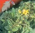 Tomate Castraveți (cornișon) Ardei gras Eggplant Concentrația de fosfor (% din materia uscată) Concentrația de fosfor (% din materia uscată în frunzele bătrâne) Concentrația de