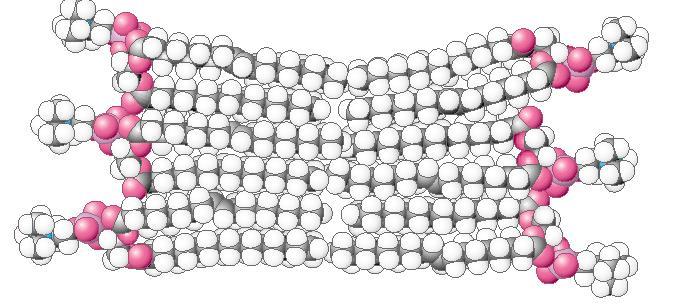 Formarea straturilor bilipidice Lipida amfifila Strat bilipidic Faza polara (apoasa) Grupe nepolare