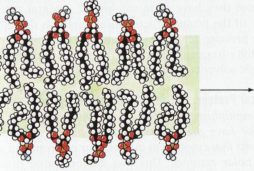 Functiile membranelor Granita pentru celula