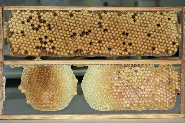 Metode mecanice Puietul de trântor este afectat de opt ori mai tare decât puietul de albină lucrătoare Eliminarea repetată a puietului de trântor în cursul sezonului duce la scăderea infestării cu