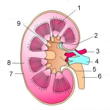 34. Formațiunea nervoasă notată cu nr. 5 poate avea următoarele roluri: 1. Controlează mișcările legate de hrănire 2. Reglează tonusul muscular 3. Controlează secrețiile digestive 4.