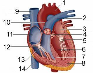 39. Structura notată cu nr. 8 în imaginea alăturată conține: 1. Fibre musculare diferențiate structural și funcțional 2. Țesut muscular striat de tip cardiac, cu celule uninucleate 3.