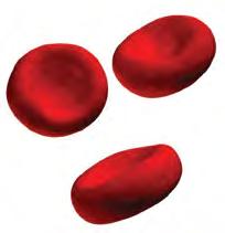 Fierul Fierul este un nutrient important în organism. Se combină cu proteinele pentru a produce hemoglobina în celulele roșii și este esențial în formarea celulelor roșii (eritropoieză).