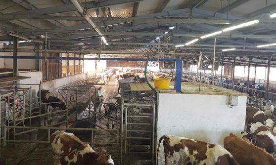 Ferma SC ANTODUTI COM Tip fermă - zootehnie / mixt Suprafață - 150 ha Efectiv animale - 150 de vaci de lapte Contact: LIVIU PEICA județul Bistrița Năsăud TEHNOLOGII AGRICOLE APLICATE ÎN FERMĂ dotată