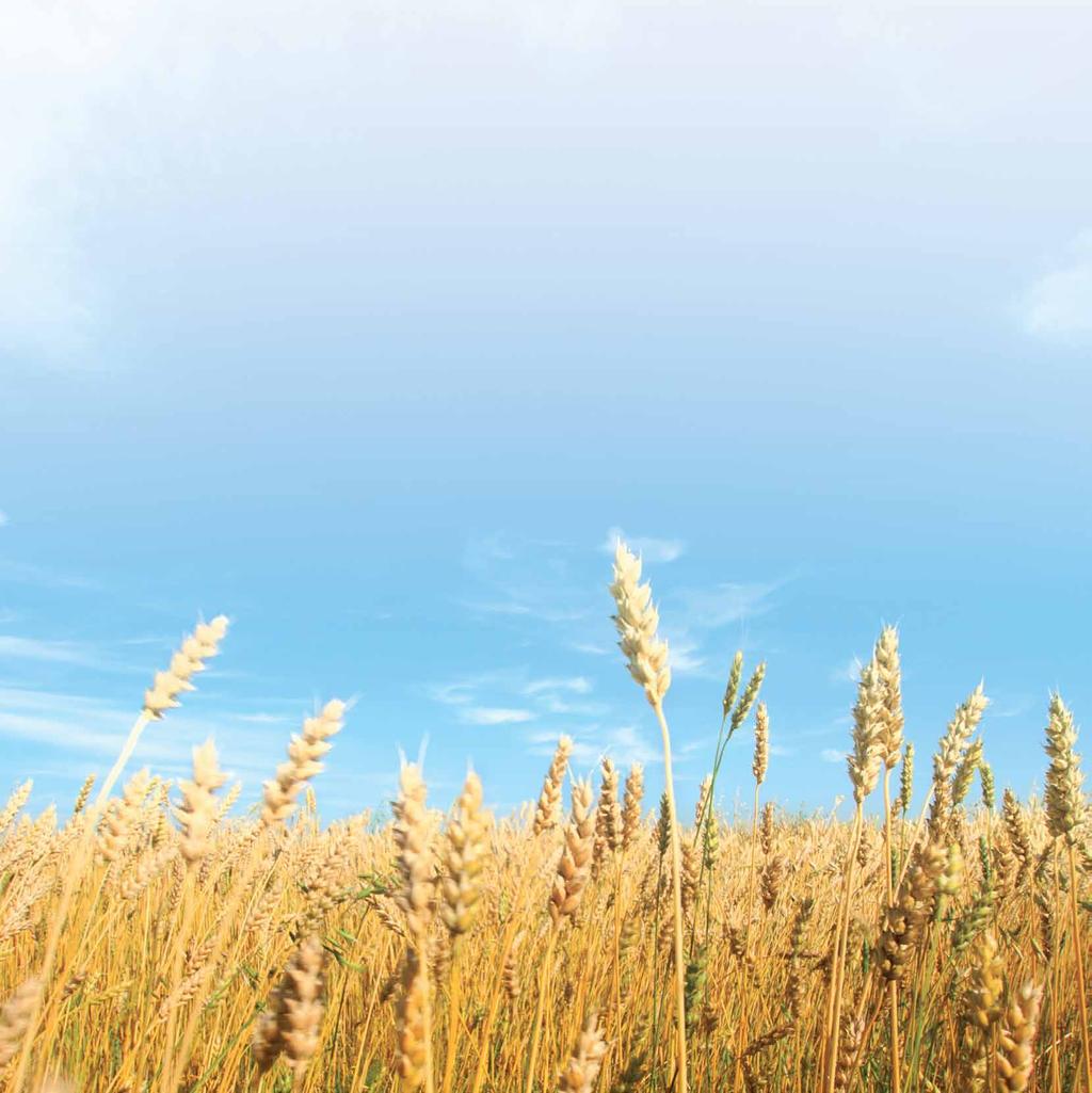 2 SoftGroup Mill 2007 este un sistem de execuție a fabricației (MES) pentru gestionarea eficientă, controlul și optimizarea activităților în morile de cereale.