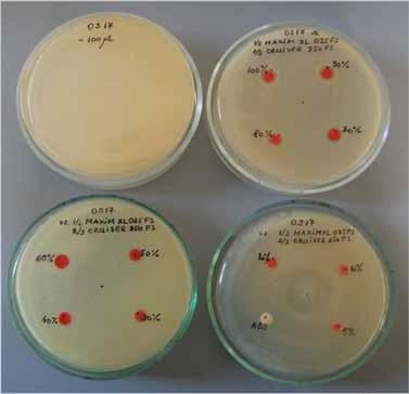 Determinarea in vitro a compatibilităţii biopreparatului bacterian cu unele substanţe chimice de uz fitosanitar. Figura 8.