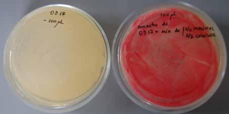 Determinarea in vitro a compatibilităţii biopreparatului bacterian cu unele substanţe chimice de uz fitosanitar. Figura 9.