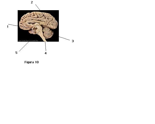 La nivelul trunchiului cerebral sunt localizaţi centrii nervoşi ai reflexelor: A. de flexie şi respirator; B. achilean şi cardiovascular; C. de deglutiţie şi salivar D. de tuse şi rotulian; 30.
