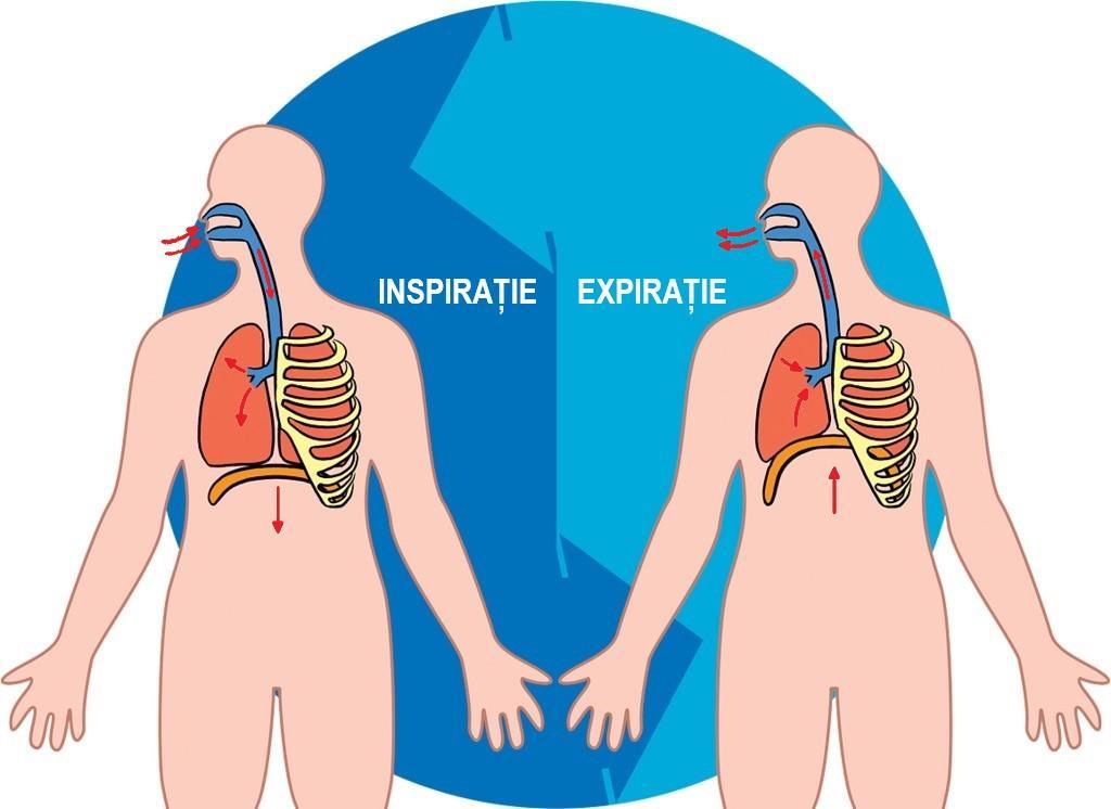 4. RESPIRAȚIA Imaginea nr. 13: Respirația xiii Este adevărat că respirăm cu plămânii, dar, de fapt, munca pentru respirație o face întregul corp.