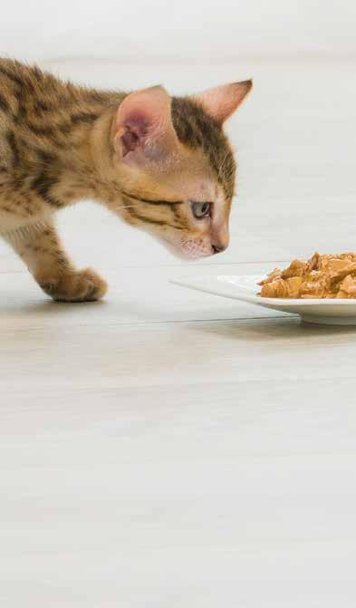 În urma sterilizării scade numărul de calorii de care pisica ta are nevoie pentru a avea o greutate optimă, însă, în acelaşi timp, îi poate creşte