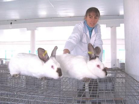 proiectul de transfer tehnologic Implementarea biotehnologiilor noi de ameliorare a iepurilor de casă acseleraţi în scopul restabilirii genofondului zootehnic realizat în 2008-2009 de Andrei