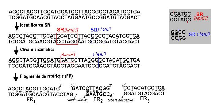 Expresia genelor Metode de analiză a genelor ADN ARNm Proteină Caracter 5 -ATTGCAAGATTACCATGT-3 Catena codogenă (netranscrisă) 3 -TAACGTTCTAATGGTACA-5 Catena anticodogenă (transcrisă) Transcripţie 5
