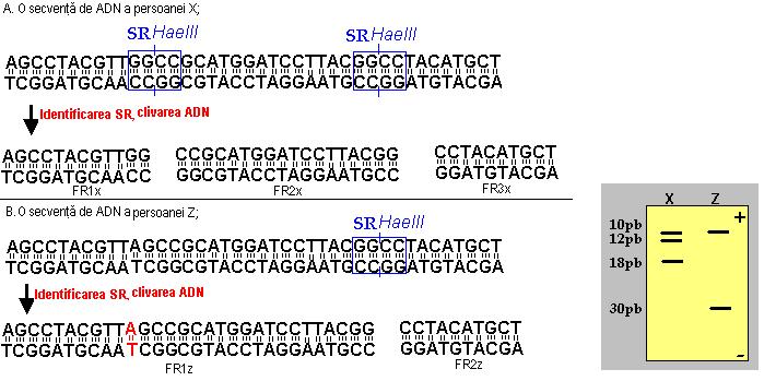 - 12 kb 10 kb 10 kb 8 kb 2,5 kb 10 kb 6 kb 5 kb 6 kb 5 kb 2,5 kb 6 kb 4 kb 2 kb RFLPs polimorfismul FR la două persoane X şi Z + M PCR reacția de polimerizare în lanț Principiile PCR clonarea in